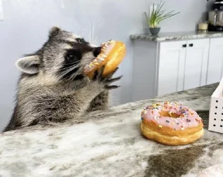 🦝 emoji малыши енотика Telegram sticker 9 of 32