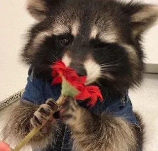 🦝 emoji малыши енотика Telegram sticker 23 of 32