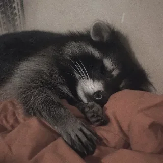 🦝 emoji малыши енотика Telegram sticker 8 of 32