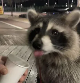🦝 emoji малыши енотика Telegram sticker 18 of 32