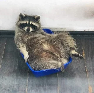 🦝 emoji малыши енотика Telegram sticker 7 of 32