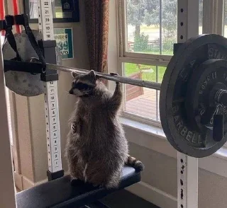 🦝 emoji малыши енотика Telegram sticker 15 of 32