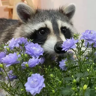 🦝 emoji малыши енотика Telegram sticker 6 of 32