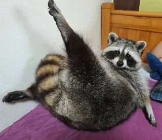 🦝 emoji малыши енотика Telegram sticker 5 of 32