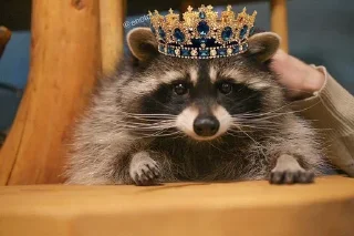 🦝 emoji малыши енотика Telegram sticker 10 of 32