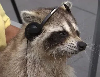 🦝 emoji малыши енотика Telegram sticker 21 of 32