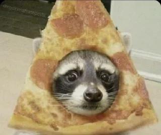 🦝 emoji малыши енотика Telegram sticker 17 of 32