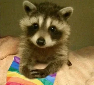 🦝 emoji малыши енотика Telegram sticker 24 of 32