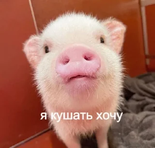 Хрюшки sticker 2