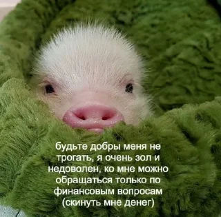 Хрюшки sticker 3