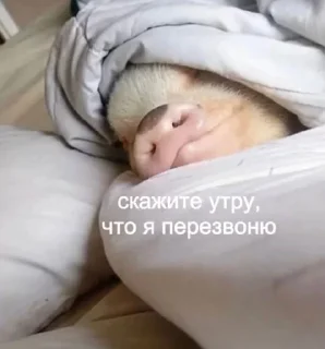 Хрюшки sticker 1