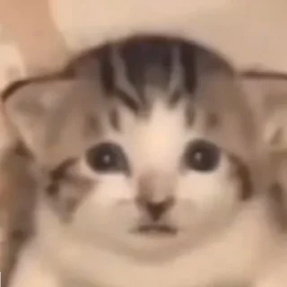 😐 emoji какого цвета на тебе трусы? Telegram sticker 5 of 29