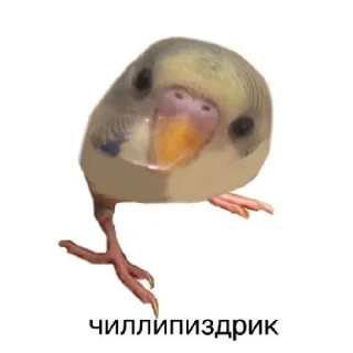 🦜 emoji какого цвета на тебе трусы? Telegram sticker 21 of 29