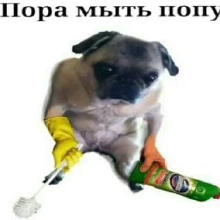 😉 emoji какого цвета на тебе трусы? Telegram sticker 2 of 29
