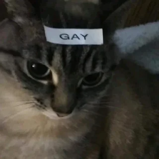 🤭 emoji какого цвета на тебе трусы? Telegram sticker 7 of 29