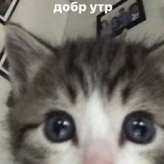 😄 emoji какого цвета на тебе трусы? Telegram sticker 14 of 29