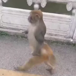 Sticker from 🐒 Growing Monkey