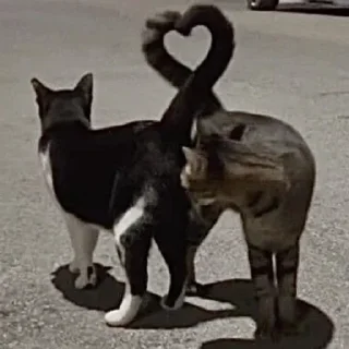 Sticker from meoww