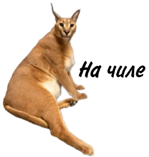😴 emoji Такой разный Шлёпа @Karim_i_to4ka и @Akira0992 Telegram sticker 16 of 50