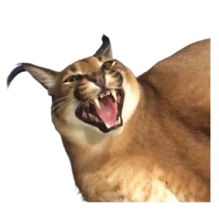 😂 emoji Такой разный Шлёпа @Karim_i_to4ka и @Akira0992 Telegram sticker 23 of 50