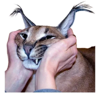 😾 emoji Такой разный Шлёпа @Karim_i_to4ka и @Akira0992 Telegram sticker 24 of 50