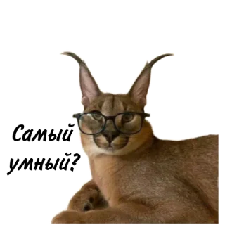 🤓 emoji Такой разный Шлёпа @Karim_i_to4ka и @Akira0992 Telegram sticker 2 of 50