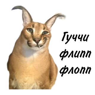 😮‍💨 emoji Такой разный Шлёпа @Karim_i_to4ka и @Akira0992 Telegram sticker 6 of 50