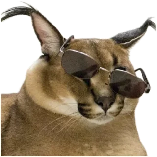 😎 emoji Такой разный Шлёпа @Karim_i_to4ka и @Akira0992 Telegram sticker 13 of 50