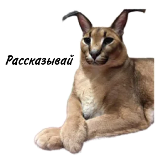 🗣 emoji Такой разный Шлёпа @Karim_i_to4ka и @Akira0992 Telegram sticker 17 of 50