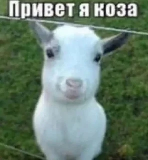🌟 emoji завертин Telegram sticker 5 of 42
