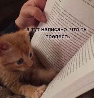 Sticker from котеки