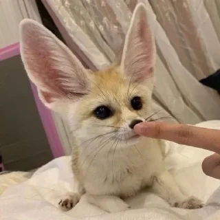 🤨 emoji фенеке Telegram sticker 12 of 53