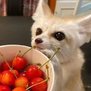 ☺️ emoji фенеке Telegram sticker 1 of 53