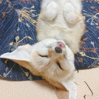 😋 emoji фенеке Telegram sticker 23 of 53