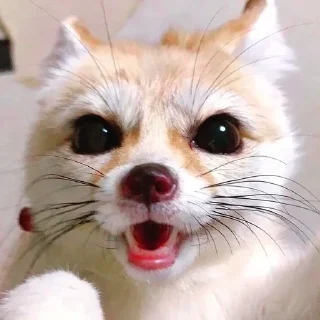 😯 emoji фенеке Telegram sticker 22 of 53