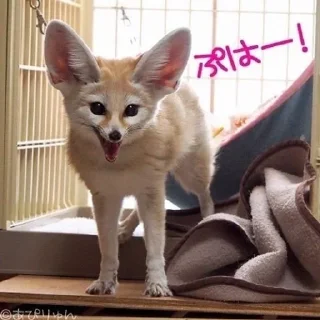 😦 emoji фенеке Telegram sticker 6 of 53