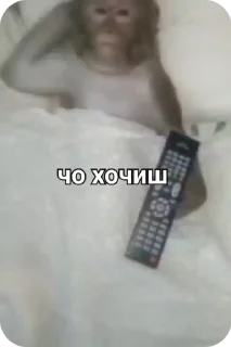 Sticker from Больше стикеров: @sticerru