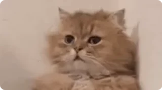 😞 emoji @STICKRULE <- БОЛЬШЕ Telegram sticker 15 of 50