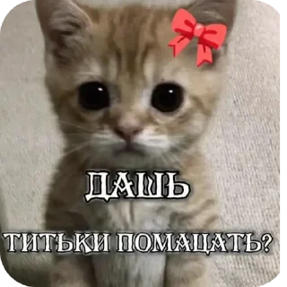 🐱 emoji Чат для общения | 𝙼𝙻𝙱𝙱 pack by @QuotLyBot Telegram sticker 19 of 34