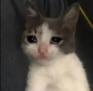 🌟 emoji Котики/cats/ой Telegram sticker 8 of 24