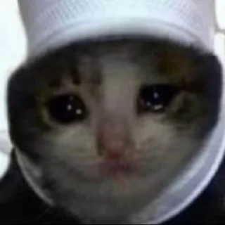 🌟 emoji Котики/cats/ой Telegram sticker 10 of 24