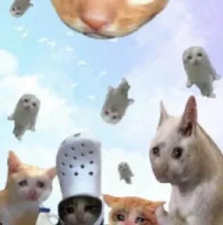 🌟 emoji Котики/cats/ой Telegram sticker 9 of 24