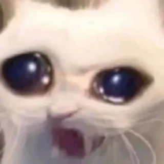 🌟 emoji Котики/cats/ой Telegram sticker 6 of 24
