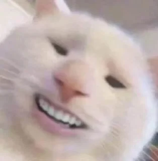 🌟 emoji Котики/cats/ой Telegram sticker 23 of 24
