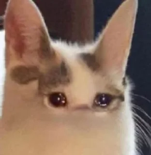 🌟 emoji Котики/cats/ой Telegram sticker 21 of 24