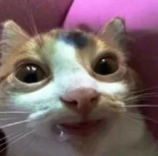🌟 emoji Котики/cats/ой Telegram sticker 12 of 24