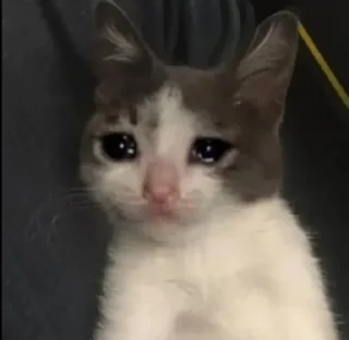 🌟 emoji Котики/cats/ой Telegram sticker 5 of 24