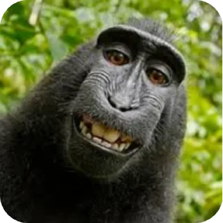 🐵 emoji Любими стикери Telegram sticker 8 of 21