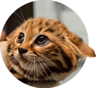 Sticker from *@Stickers