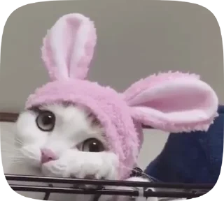 Sticker from kitty 🐈